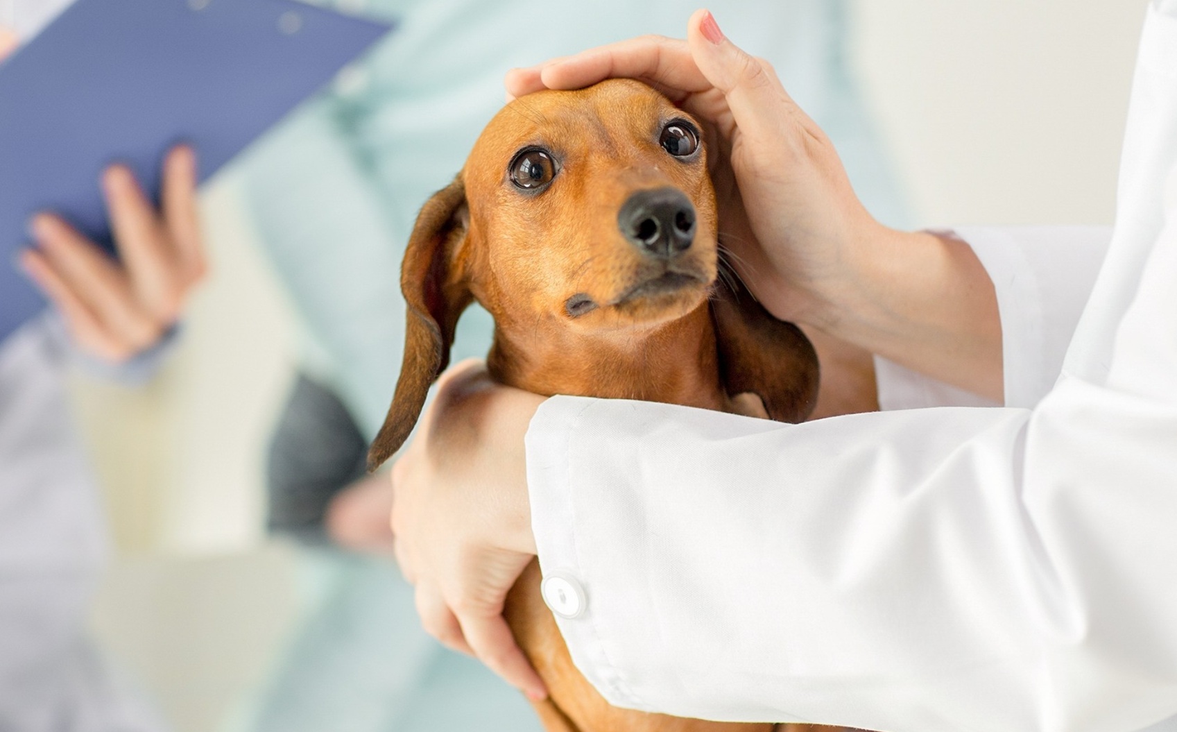 圖說02：因寵物耐痛性高，不易察覺病徵，定期健檢有助於及早發現潛在問題。